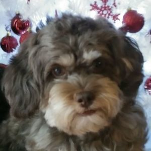 Meet your Posher, Daphne